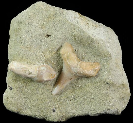 Fossil Sea Lion and Mako Shark Tooth - Bakersfield, CA #69079